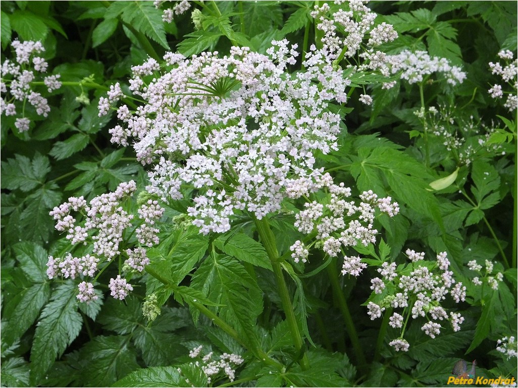 Image of Chaerophyllum hirsutum specimen.