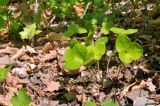 Hepatica asiatica