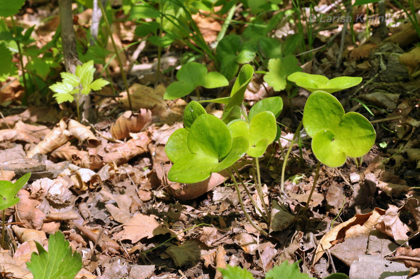 Image of Hepatica asiatica specimen.