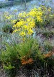 Ferulago galbanifera. Цветущее растение в петрофитном фитоценозе. Украина, Луганская обл., Свердловский р-н, заповедник \"Провальская степь\", Грушевский участок. Начало июля 2005 г.