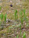 Pulsatilla patens. Отцветающее растение с молодыми листьями. Крупные ланцетные листья - ландыш Convallaria majalis. Ленинградская обл., Приозерский р-н, окр. ст. Петяярви, зеленомошный сосняк на подбуре в верхней части оза. 28.05.2017.