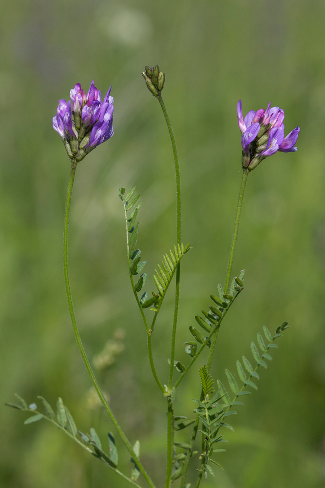 Изображение особи Astragalus danicus.