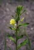 Oenothera rubricaulis. Верхушка зацветающего растения. Пермский край, г. Пермь, Кировский р-н, дер. Оборино, заброшенная площадка для хранения ПГС. 08.07.2017.