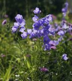 Campanula persicifolia. Верхушки побегов с соцветиями в сообществе цветущего Erigeron venustus. Пермский край, г. Пермь, Кировский р-н, травянистый газон у административного здания, в культуре. 14.07.2017.