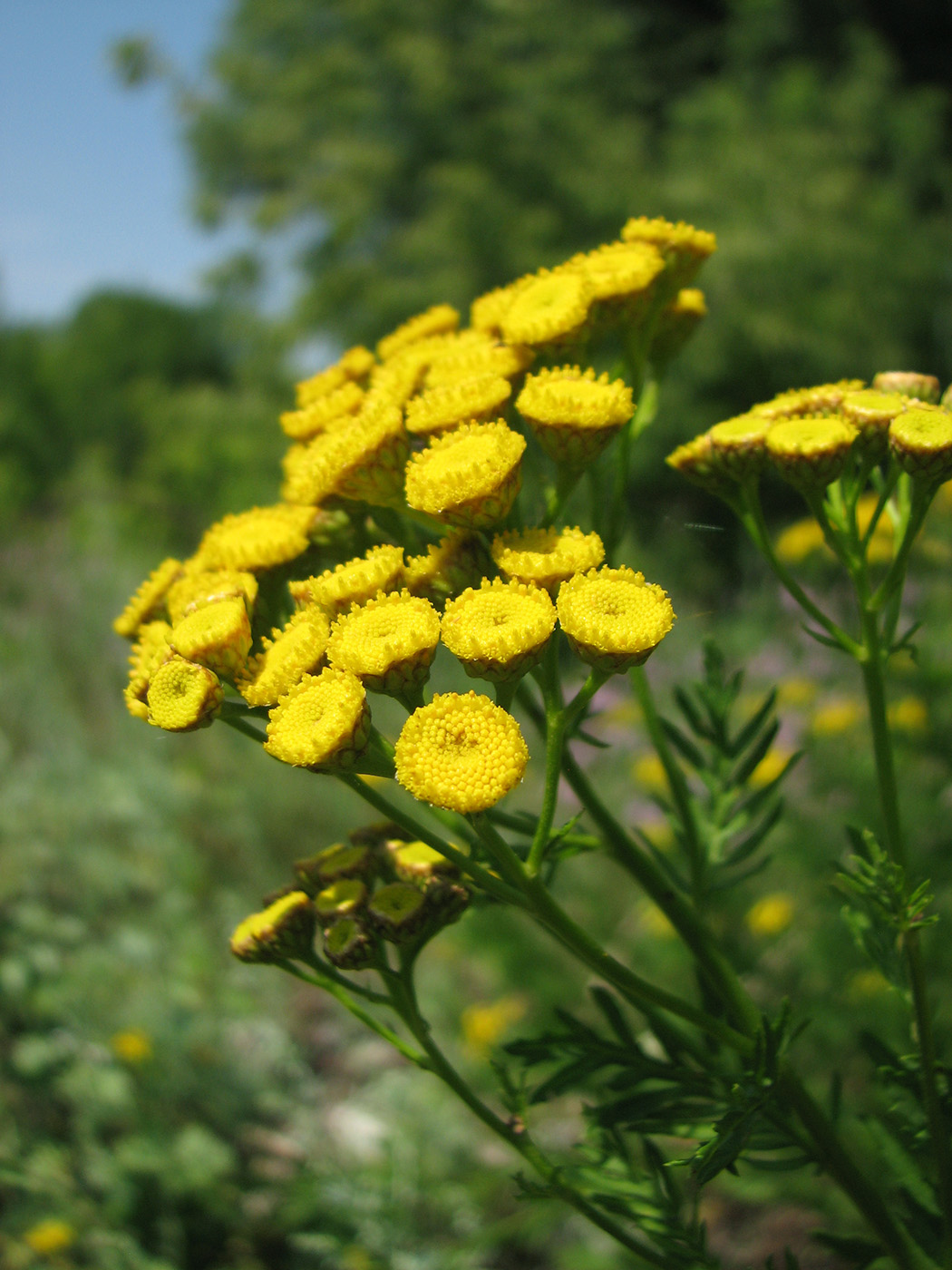 Изображение особи Tanacetum vulgare.