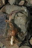 Image of taxon representative. Author is Владимир Эпиктетов
