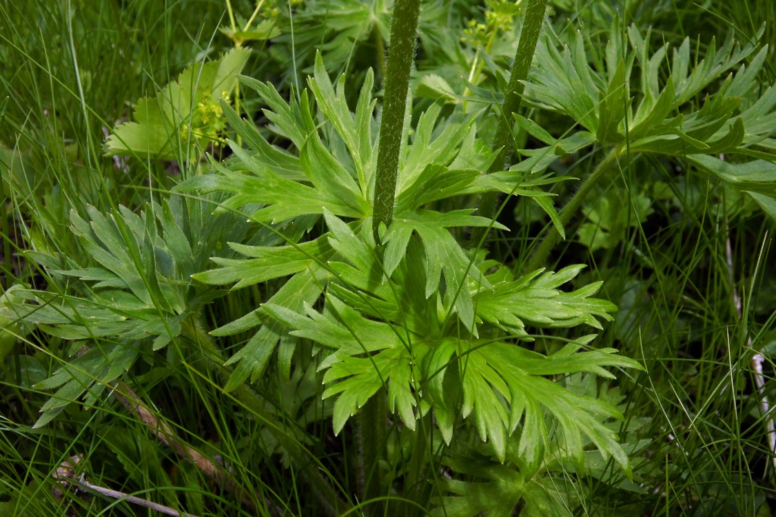 Image of Anemonastrum fasciculatum specimen.