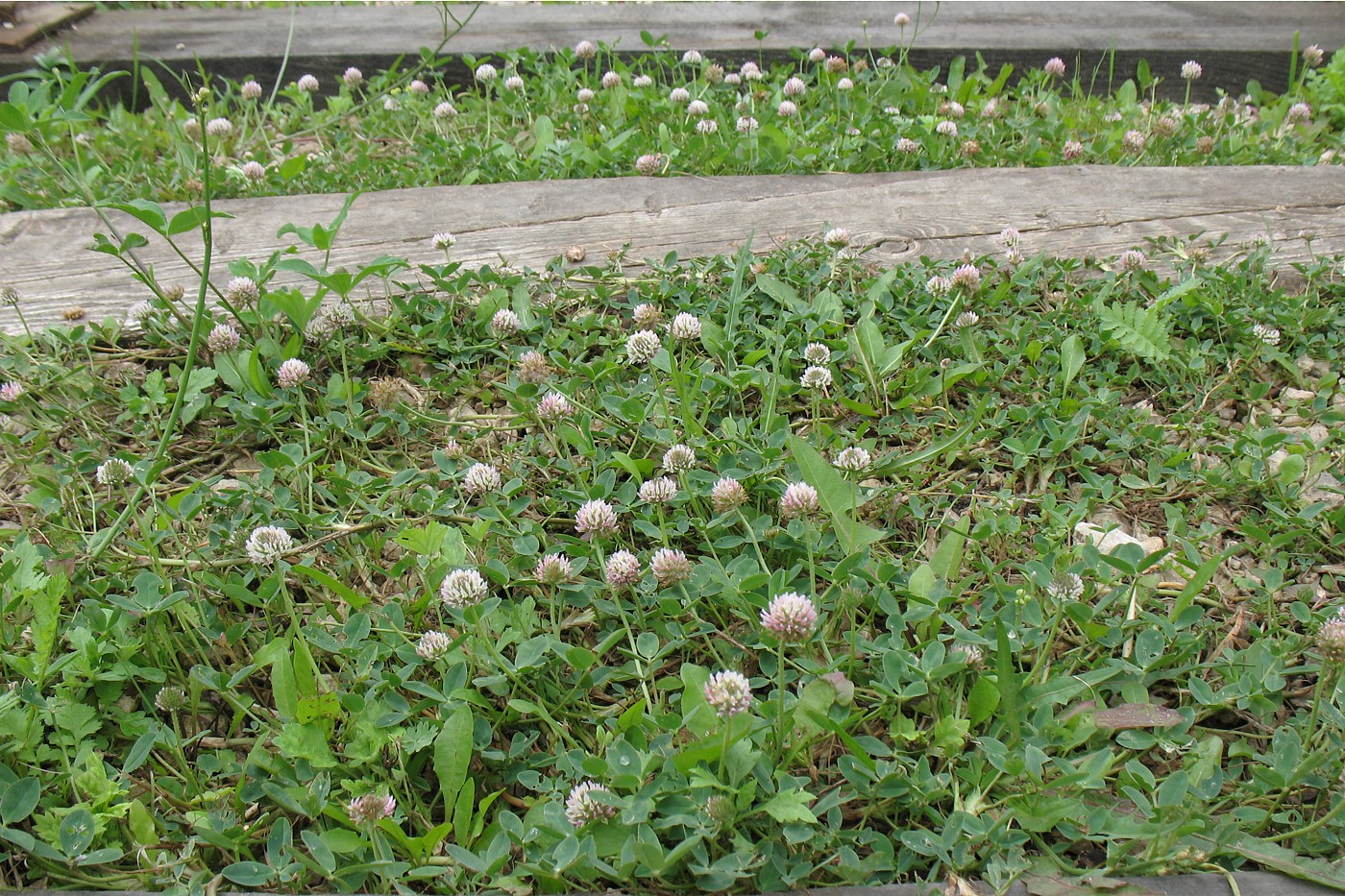 Изображение особи Trifolium fragiferum.