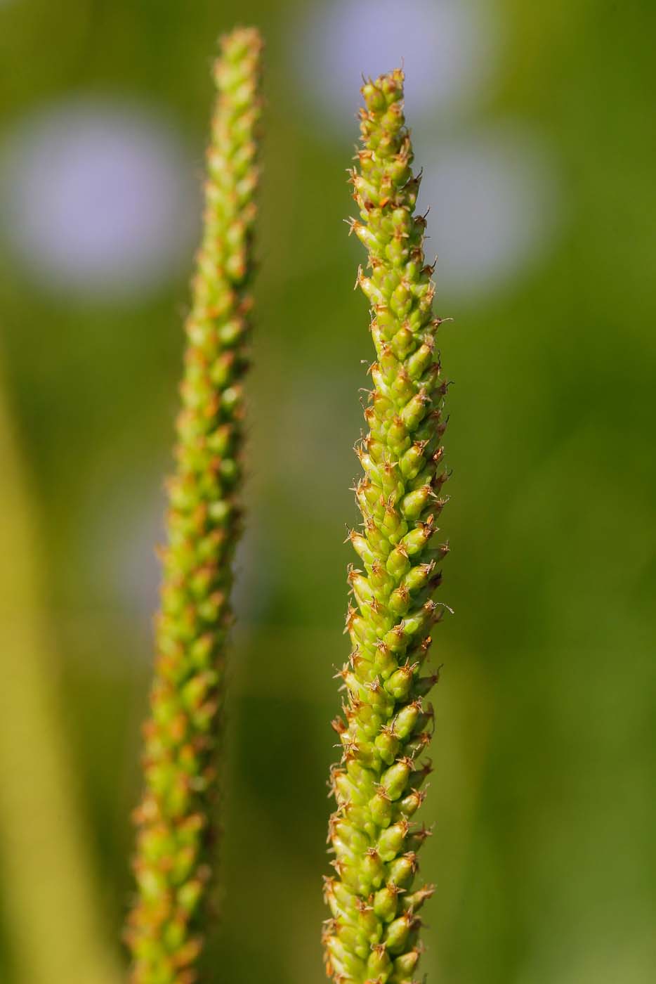 Изображение особи Plantago major.