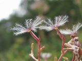 Valeriana tiliifolia. Плоды. Кабардино-Балкария, Эльбрусский р-н, долина р. Юсеньги, ок. 2300 м н.у.м., субальпийский луг. 25.08.2017.