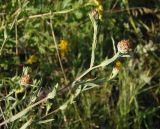 Centaurea jacea. Верхушка побега с развивающимися соцветиями. Украина, г. Запорожье, восточная окраина, долина р. Мокрая Московка, левый берег, на склоне. 08.07.2017.