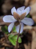 Hepatica nobilis. Цветок (вид со стороны чашечки). Санкт-Петербург, Дудергофские высоты, широколиственный лес. 25.04.2010.