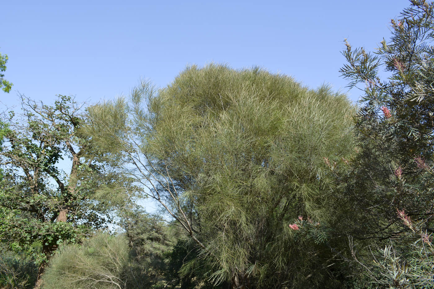 Image of Hakea scoparia specimen.