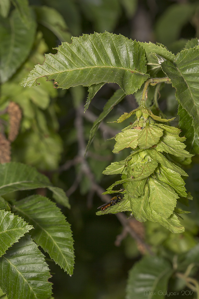 Изображение особи Carpinus orientalis.