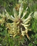 Trifolium canescens