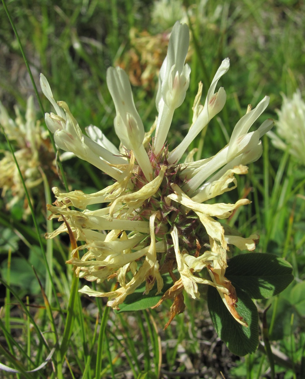 Image of Trifolium canescens specimen.