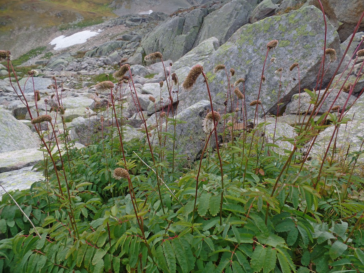 Изображение особи Sanguisorba alpina.