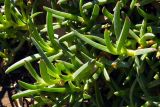 Carpobrotus edulis