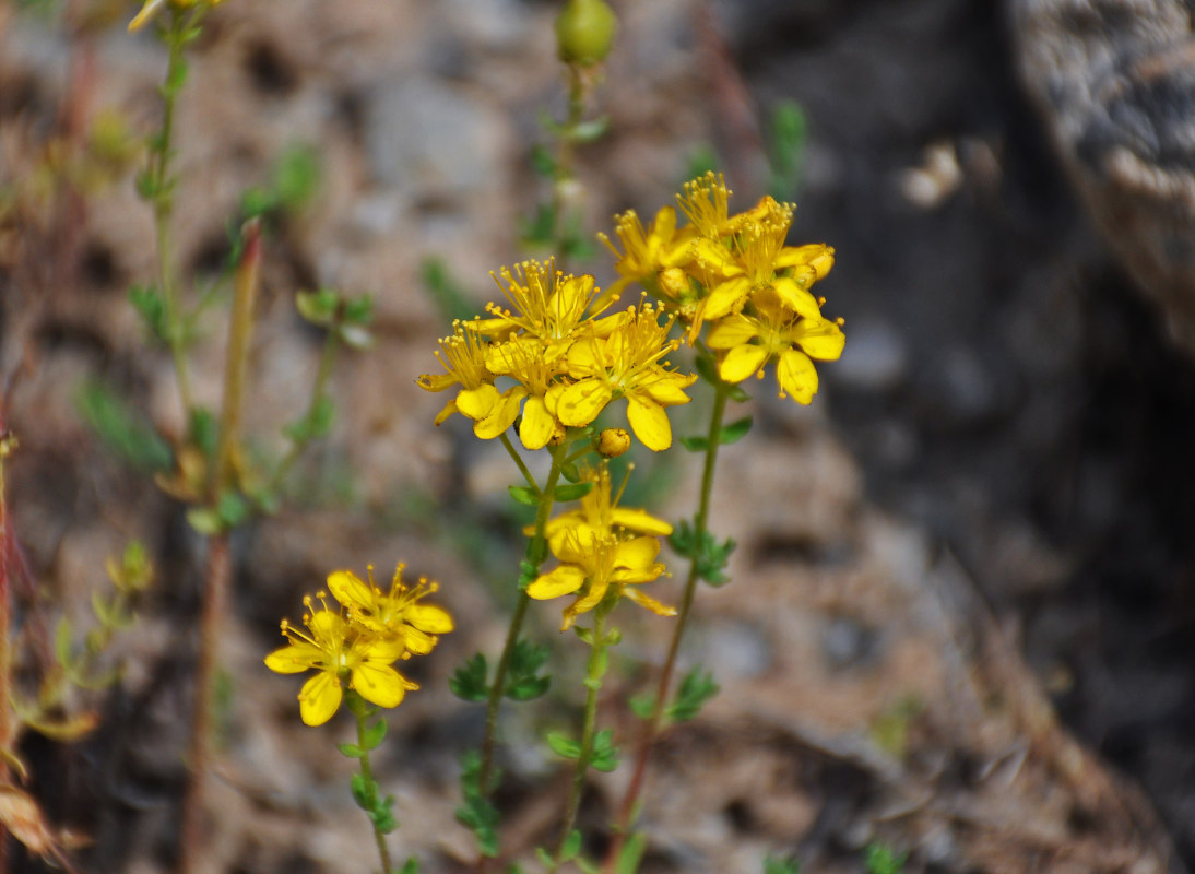 Изображение особи Hypericum scabrum.