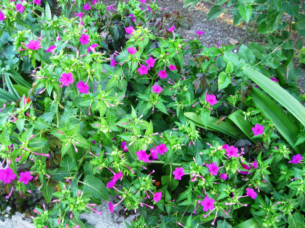 Image of Mirabilis jalapa specimen.