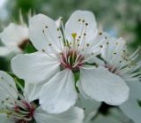 Prunus cerasifera. Цветок. Украина, г. Киев, Южная Борщаговка, ул. Симиренко, в культуре. 30 апреля 2010 г.