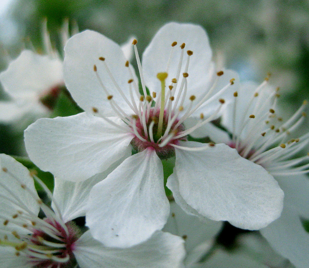 Изображение особи Prunus cerasifera.