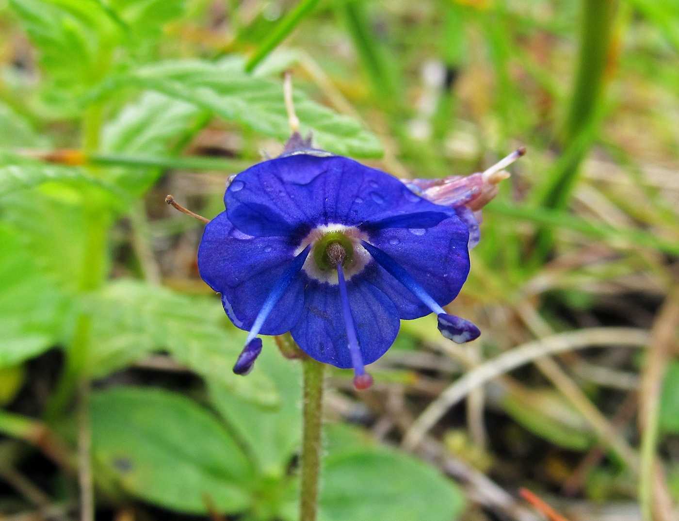 Image of Veronica grandiflora specimen.