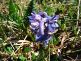 Corydalis pauciflora