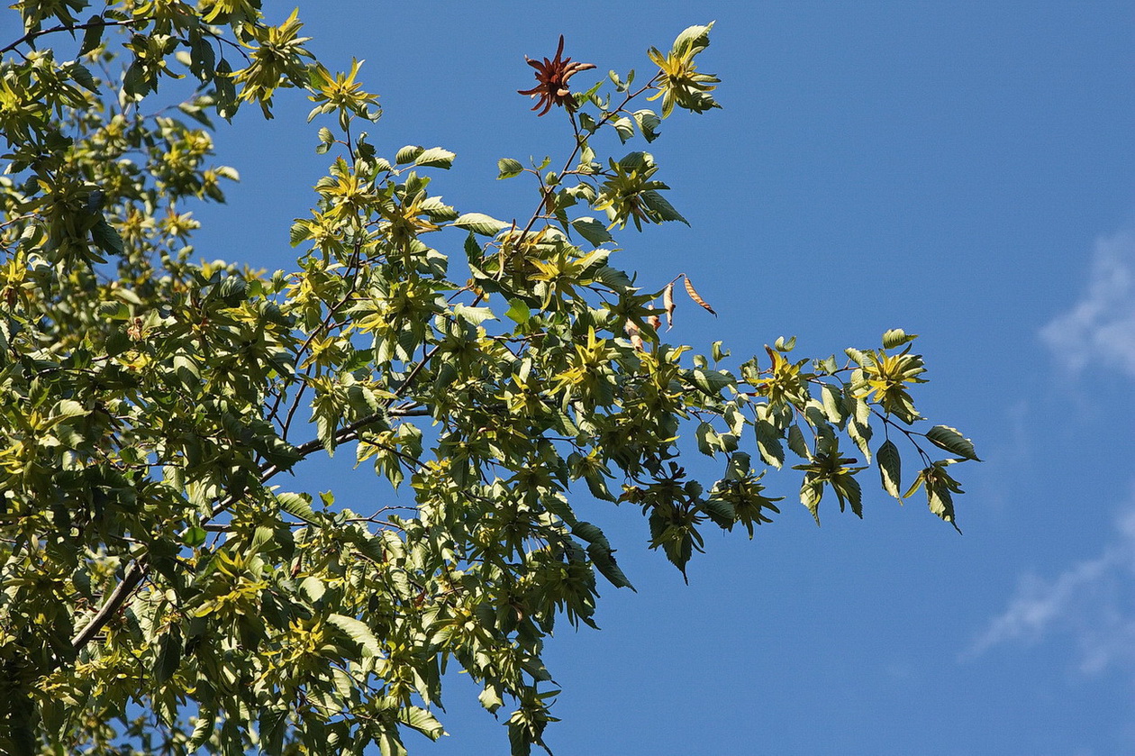 Изображение особи Carpinus betulus.