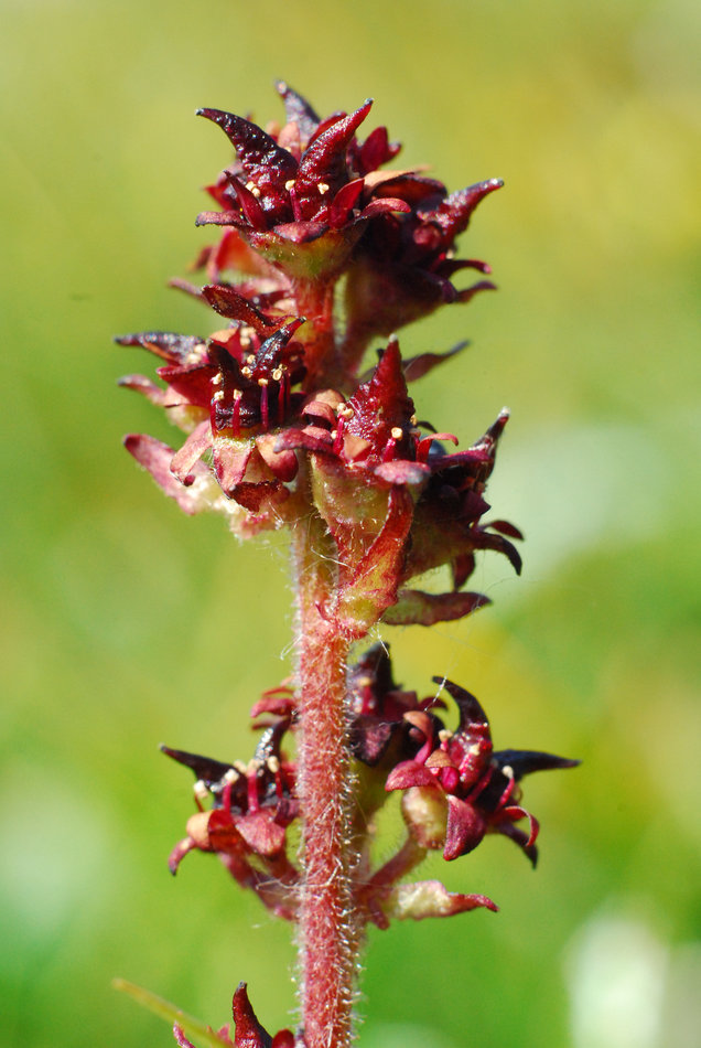 Изображение особи Micranthes hieraciifolia.