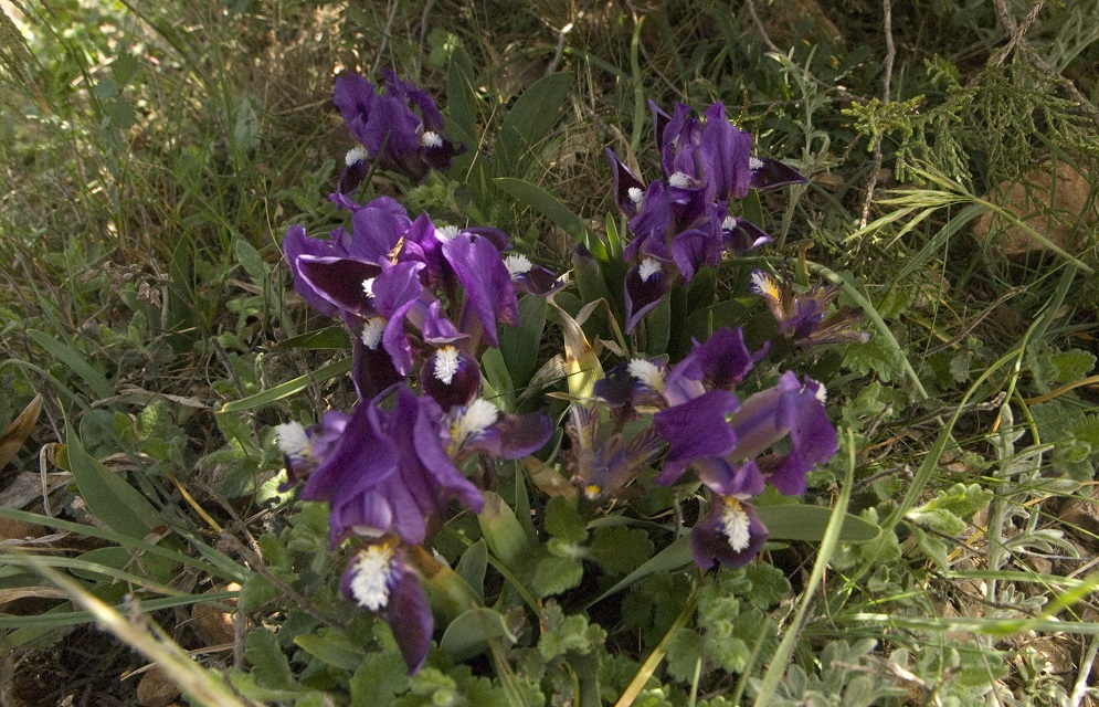 Image of Iris pumila specimen.