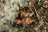 род Cladonia