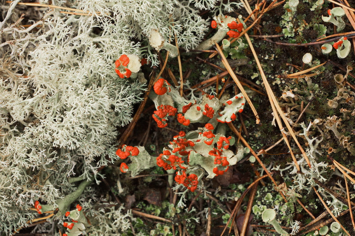 Изображение особи род Cladonia.