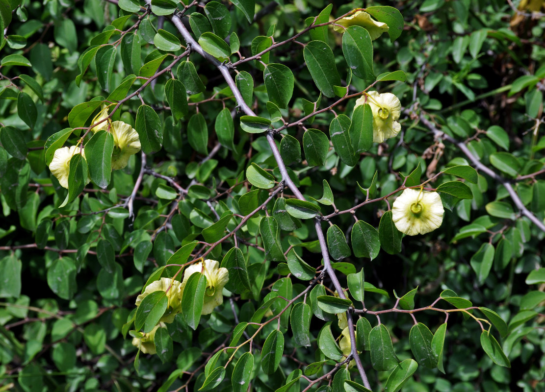 Image of Paliurus spina-christi specimen.