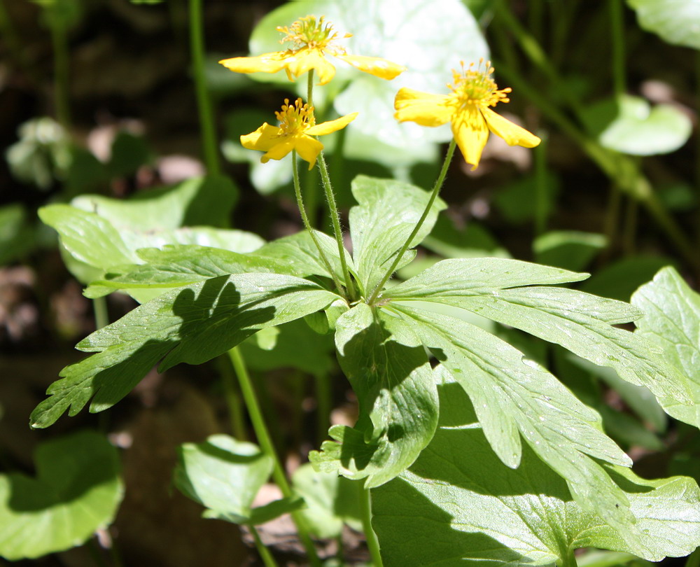 Изображение особи Anemone ranunculoides.