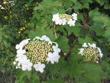 Viburnum opulus