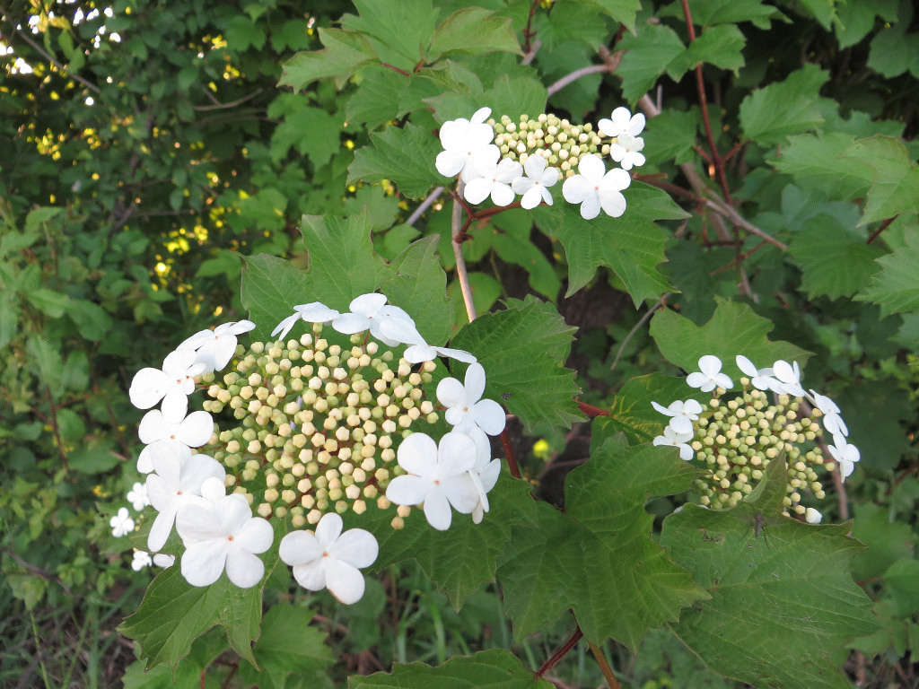 Image of Viburnum opulus specimen.