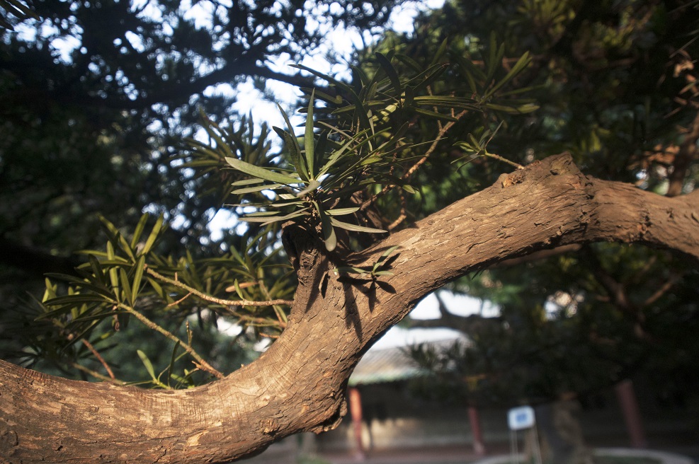 Image of Podocarpus macrophyllus specimen.