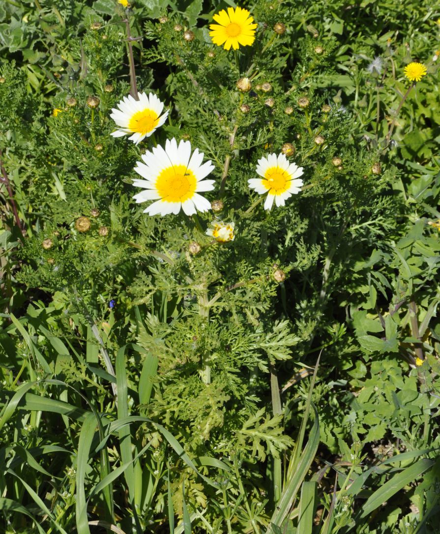 Изображение особи Glebionis coronaria.