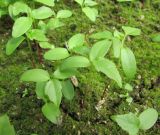Liquidambar styraciflua