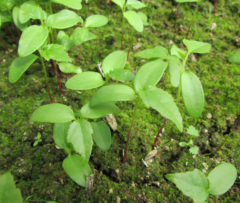 Image of Liquidambar styraciflua specimen.