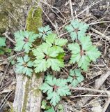 Geranium robertianum