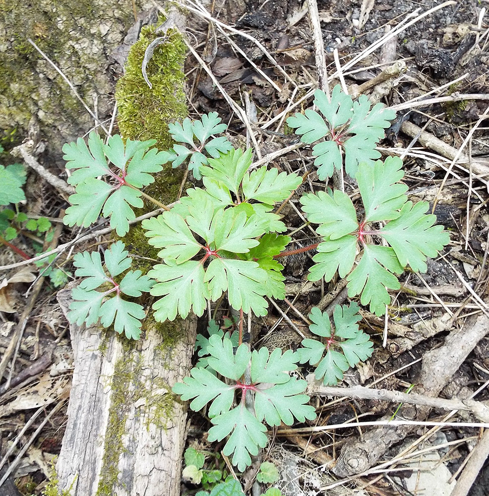 Изображение особи Geranium robertianum.