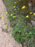 Lapsana intermedia