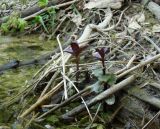 Mentha aquatica