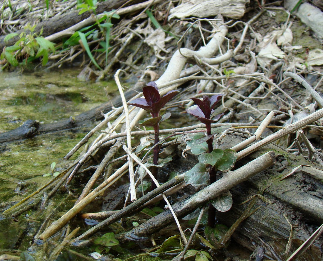 Image of Mentha aquatica specimen.
