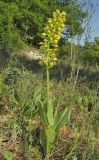 Orchis punctulata. Цветущее растение. Крым, Бахчисарайский р-н, окр. с. Малиновка, остепнённый склон. 2 мая 2018 г.