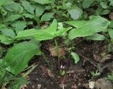 Arum maculatum