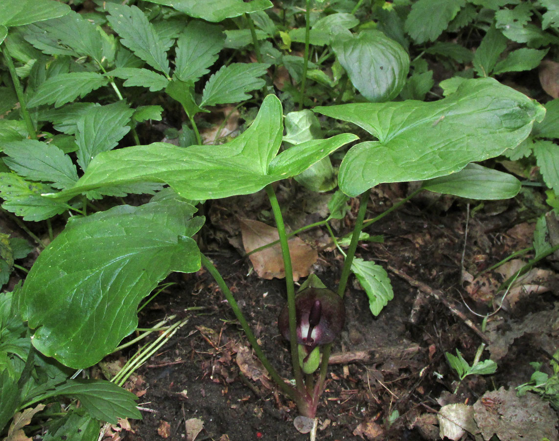 Image of Arum maculatum specimen.