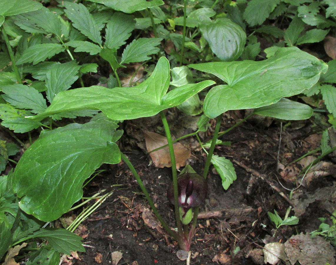 Изображение особи Arum maculatum.